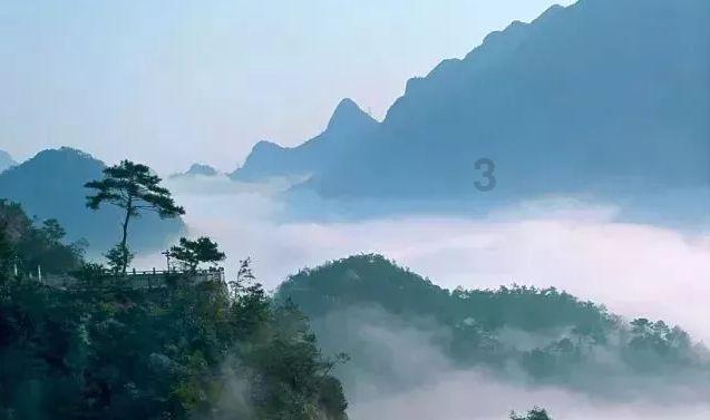 解救野生狐狸