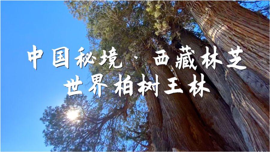 春雨直播app