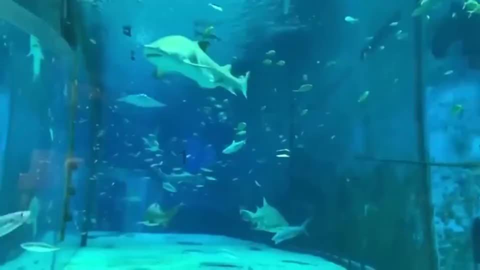 奇点灰烬